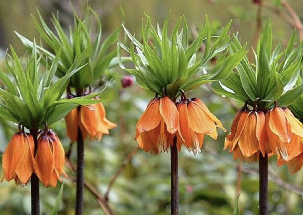 6 unique flower bulbs for your garden