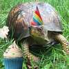 In celebration of its numerous achievements over the last 50 years, the Woodcock Nature Cente is hosting a 50th Birthday Bash on Saturday, July 9. A turtle at Woodcock named Elma is shown above.