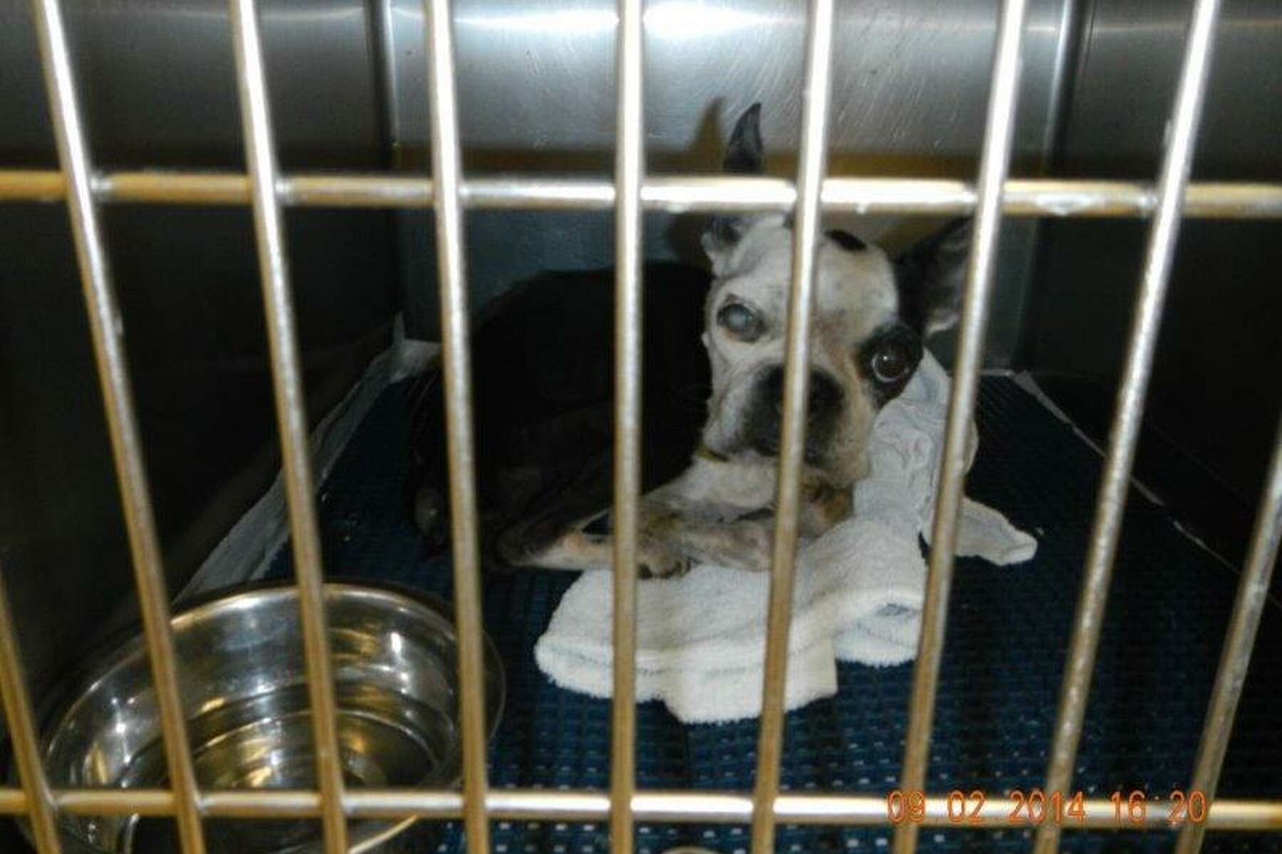 Why Should Puppy Mills Be Banned