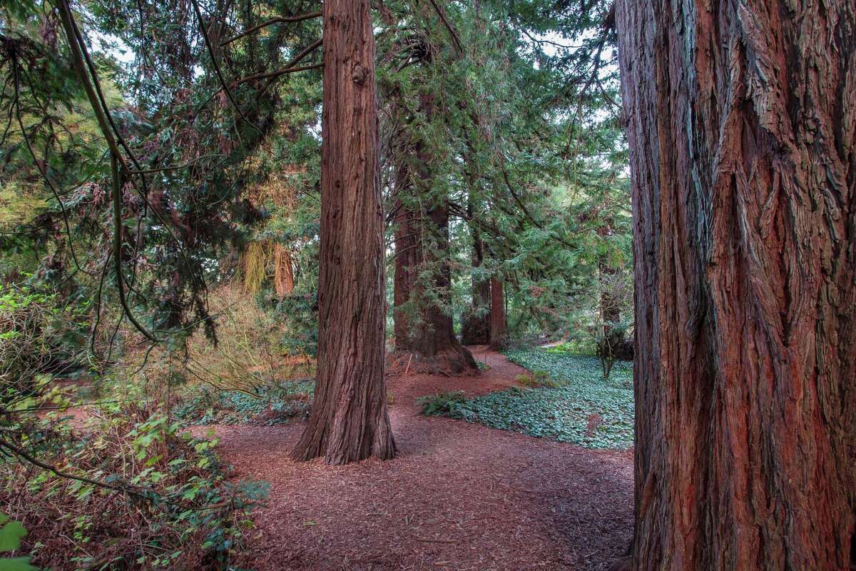 Sequoia Sempervirens, grove of coast redwood trees in San Francisco Botanical Garden.