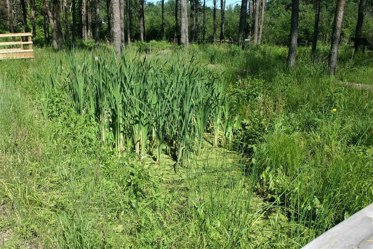 Ice Mountain receives Wildlife Habitat Council green infrastructure award for Twin Creek Nature Area