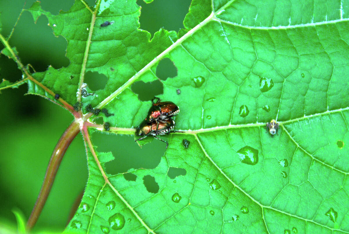 An ecofriendly way to manage small populations of Japanese beetles is to knock them into a can of soapy water.