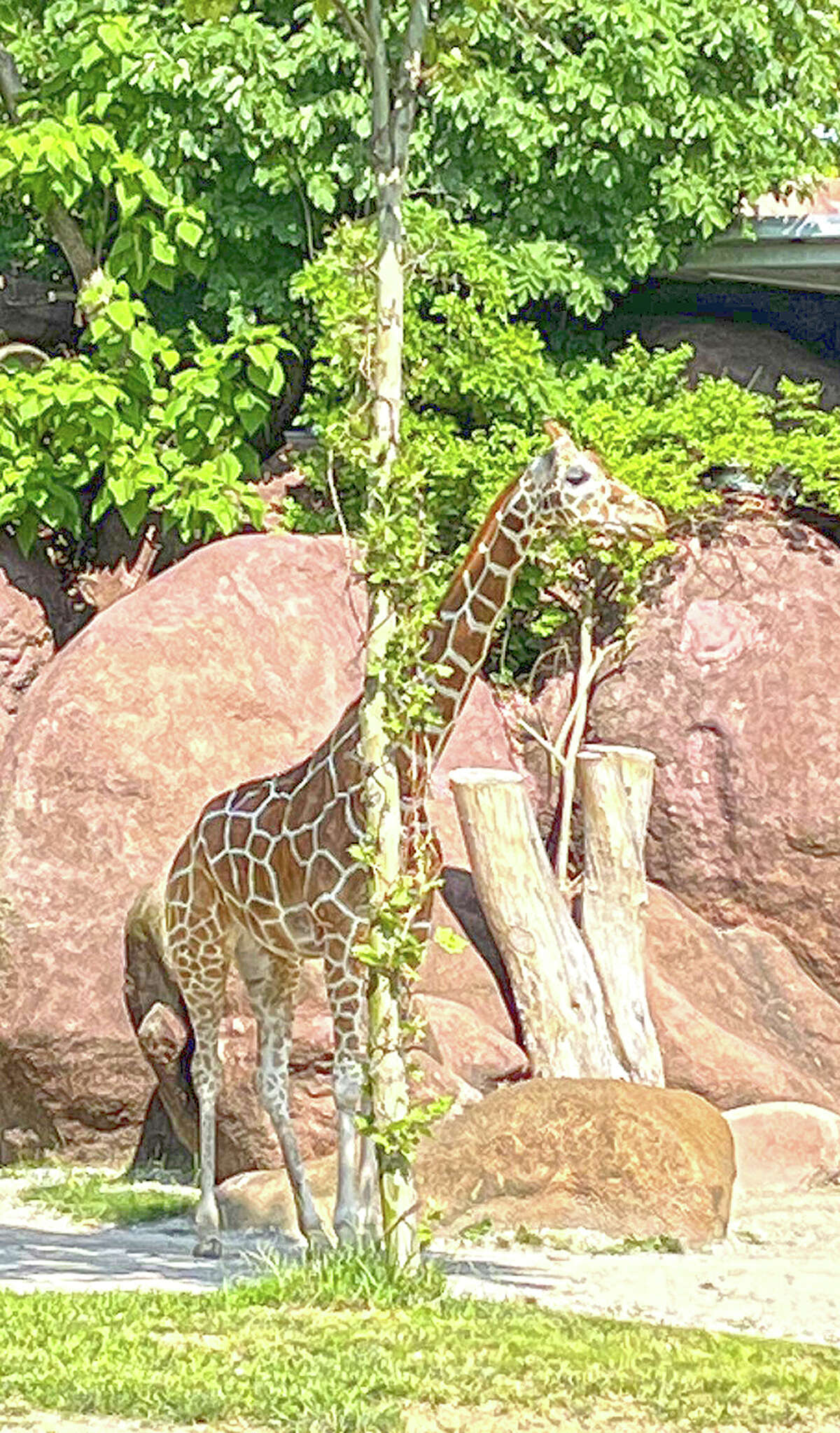 A giraffe tries its best to hide behind a thin tree at the St. Louis Zoo.