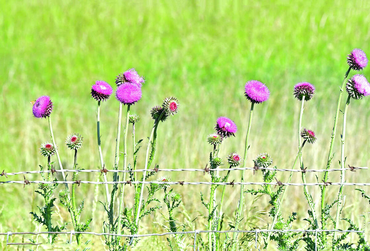 A colorful row of thistles grows along a ditch.