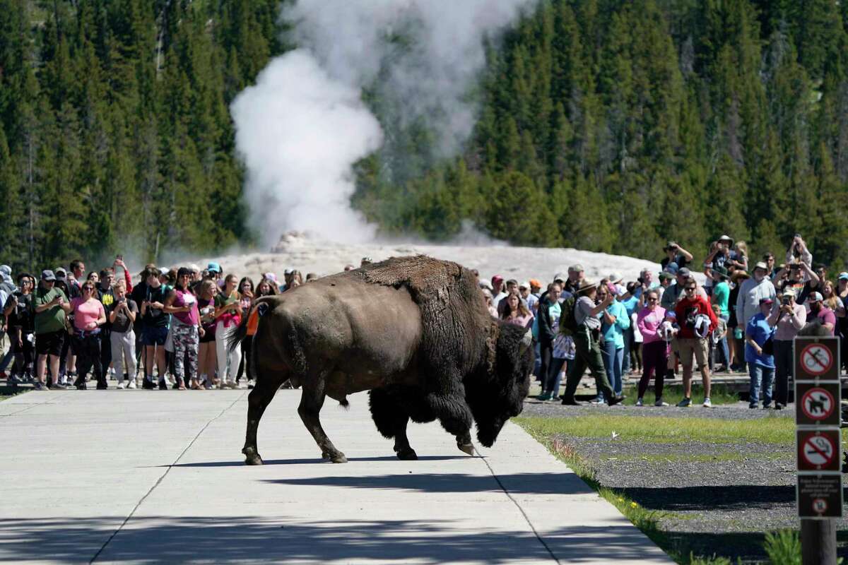 FILE -- A bison walks past people who just watched the eruption of Old Faithful Geyser in Yellowstone National Park.