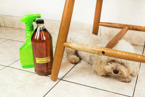 Can you use apple cider vinegar for dogs? We asked 2 veterinarian