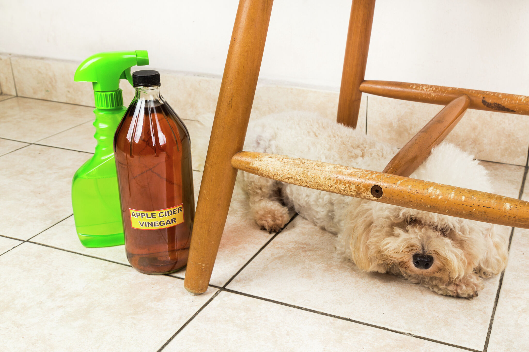 does vinegar kill yeast in dogs ears