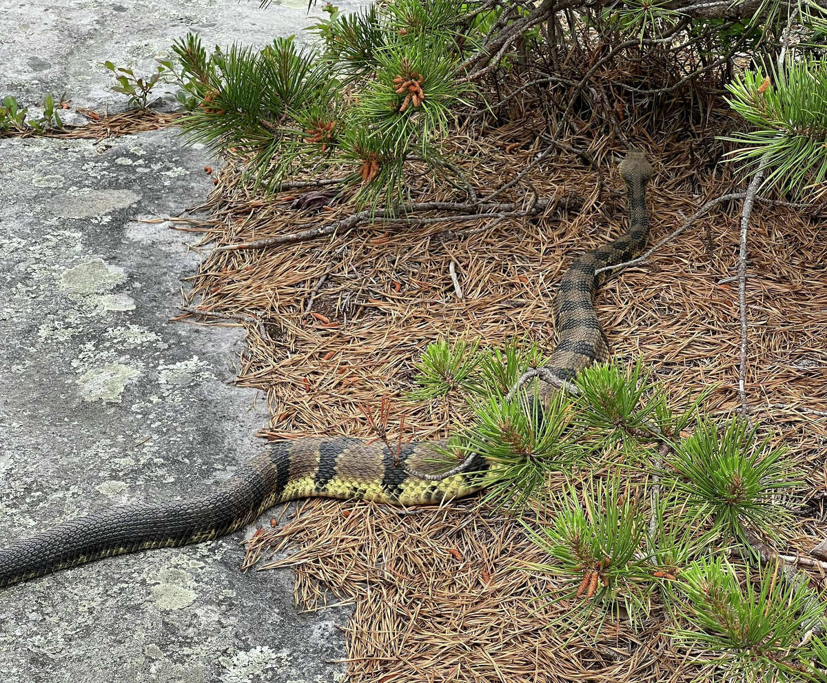 Upstate hikers report runins with rattlesnakes