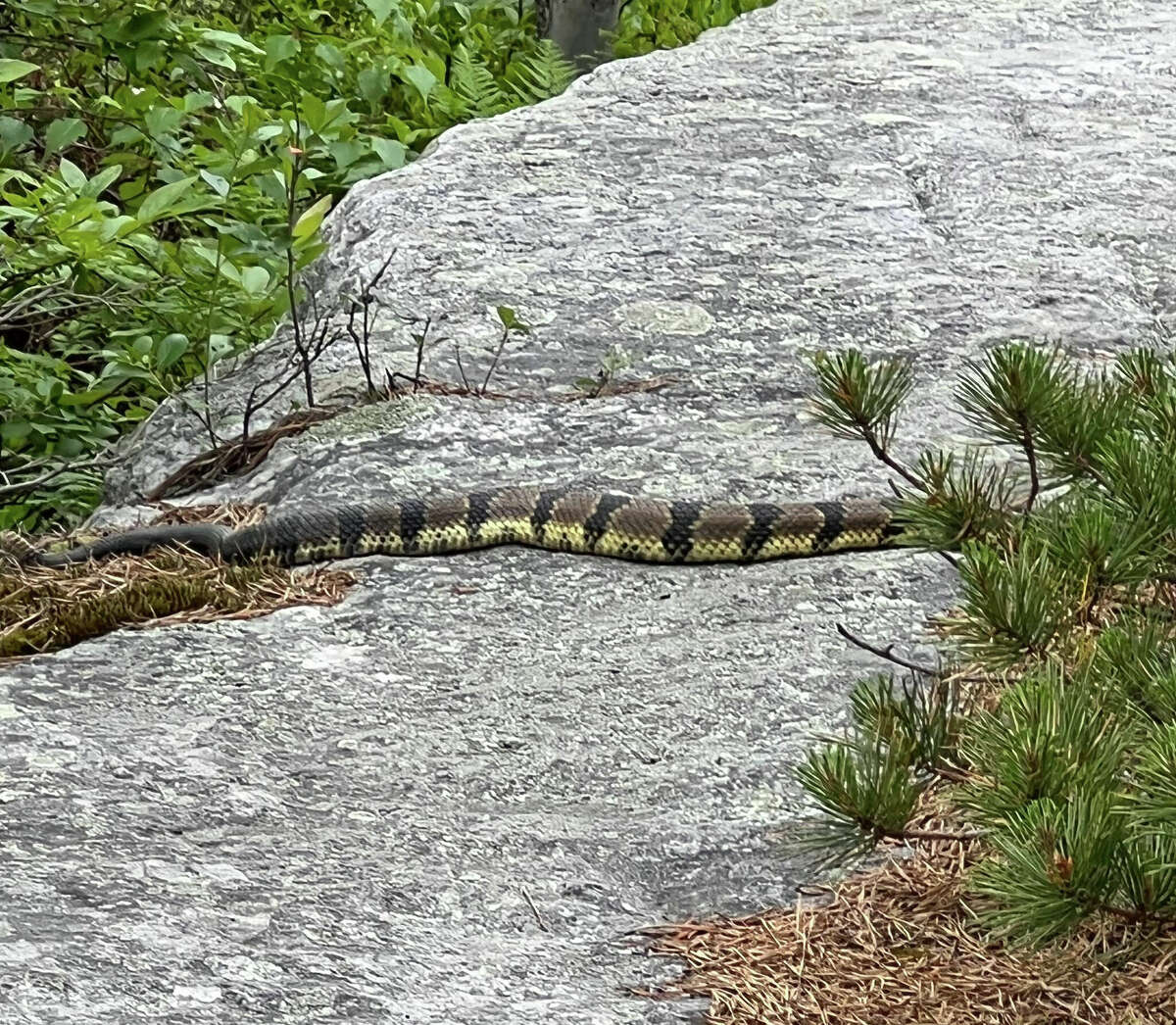 upstate-hikers-report-run-ins-with-rattlesnakes