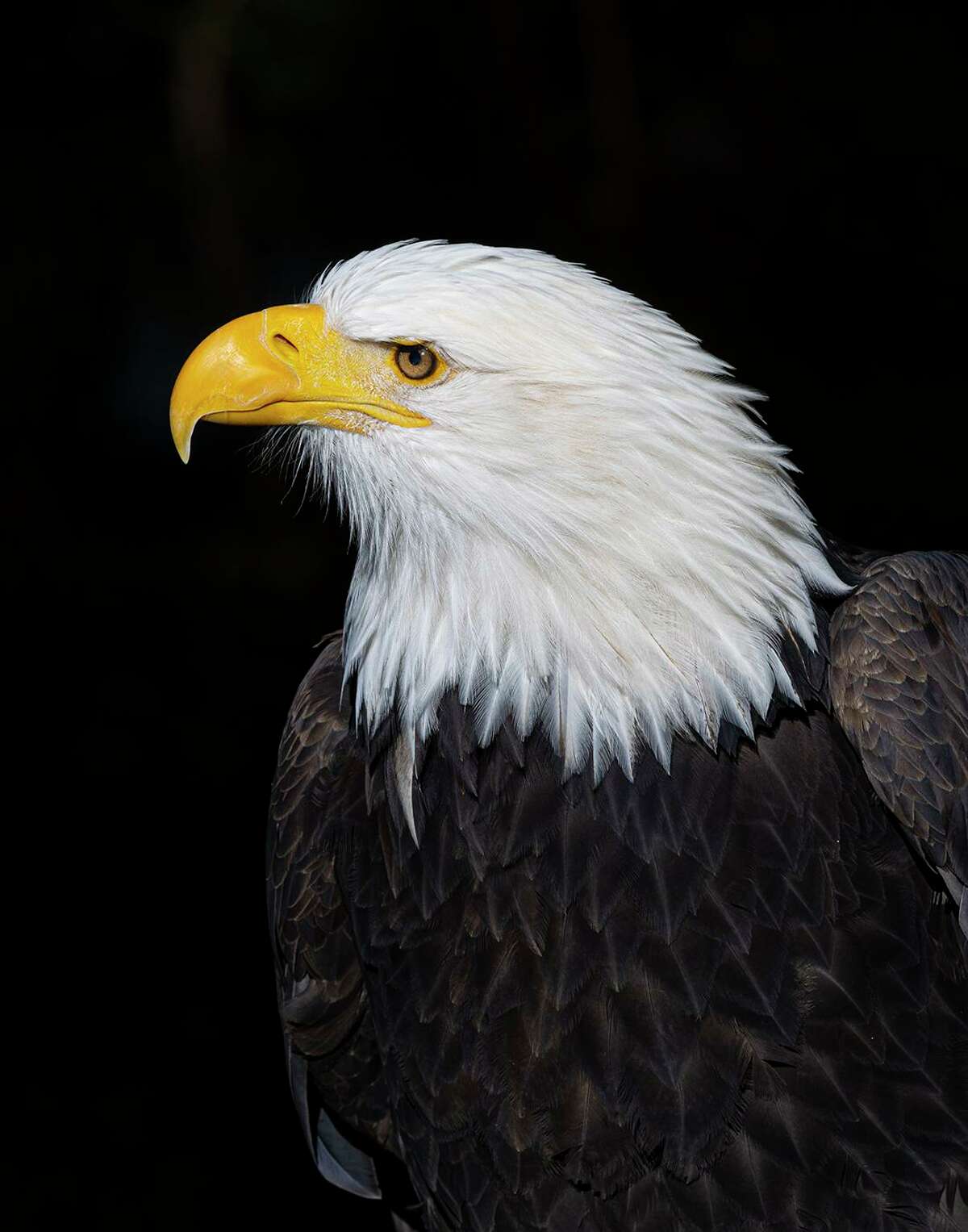 The bald eagle has been on the Great Seal of the United States since 1782. Photo Credit: Kathy Adams Clark. Restricted use.