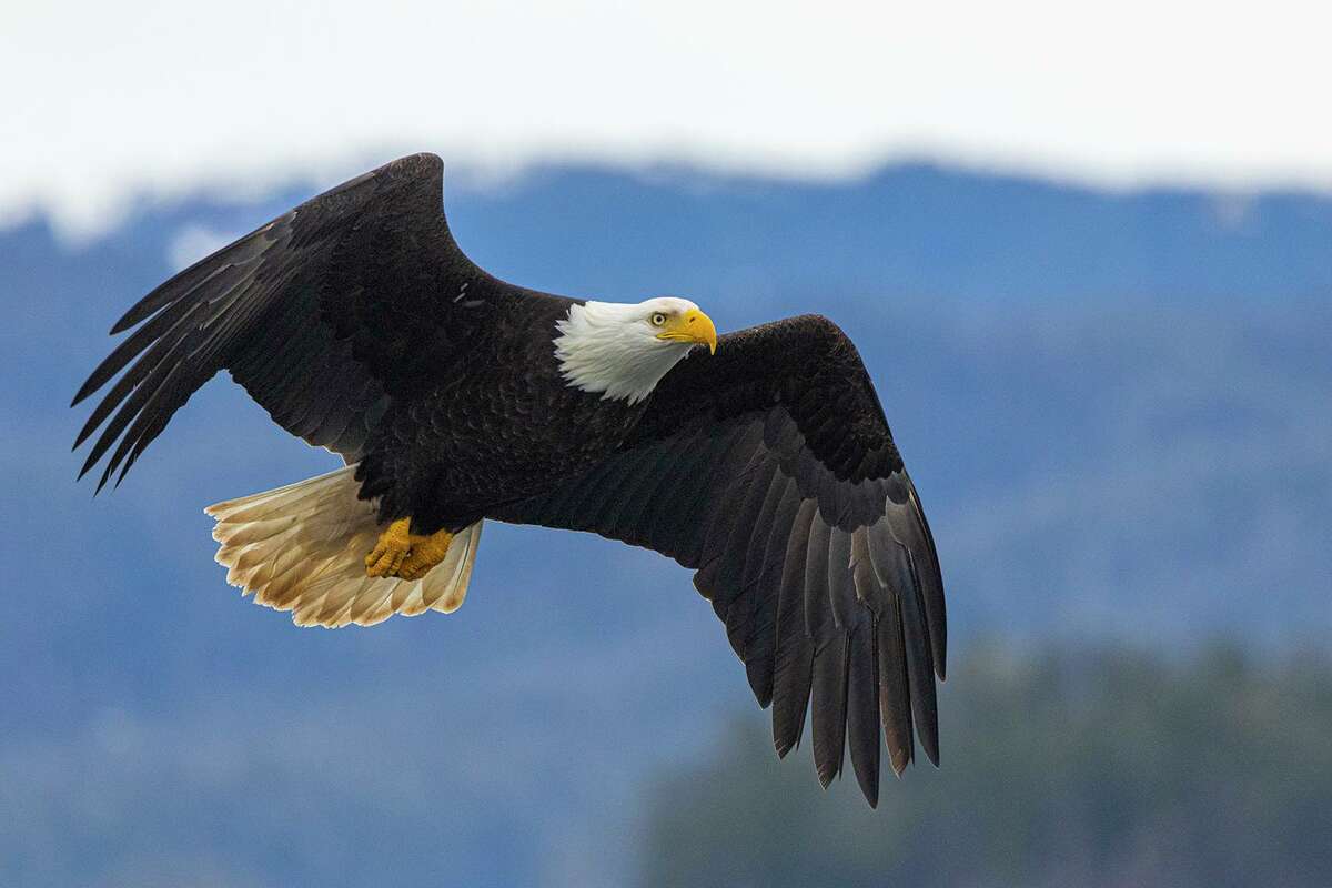 Bald eagles in the lower 48 states once faced extinction. Americans pulled together to bring them back to a healthy number.