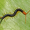 A Texas redheaded centipede, Scolopendra heros, found on a leaf. 