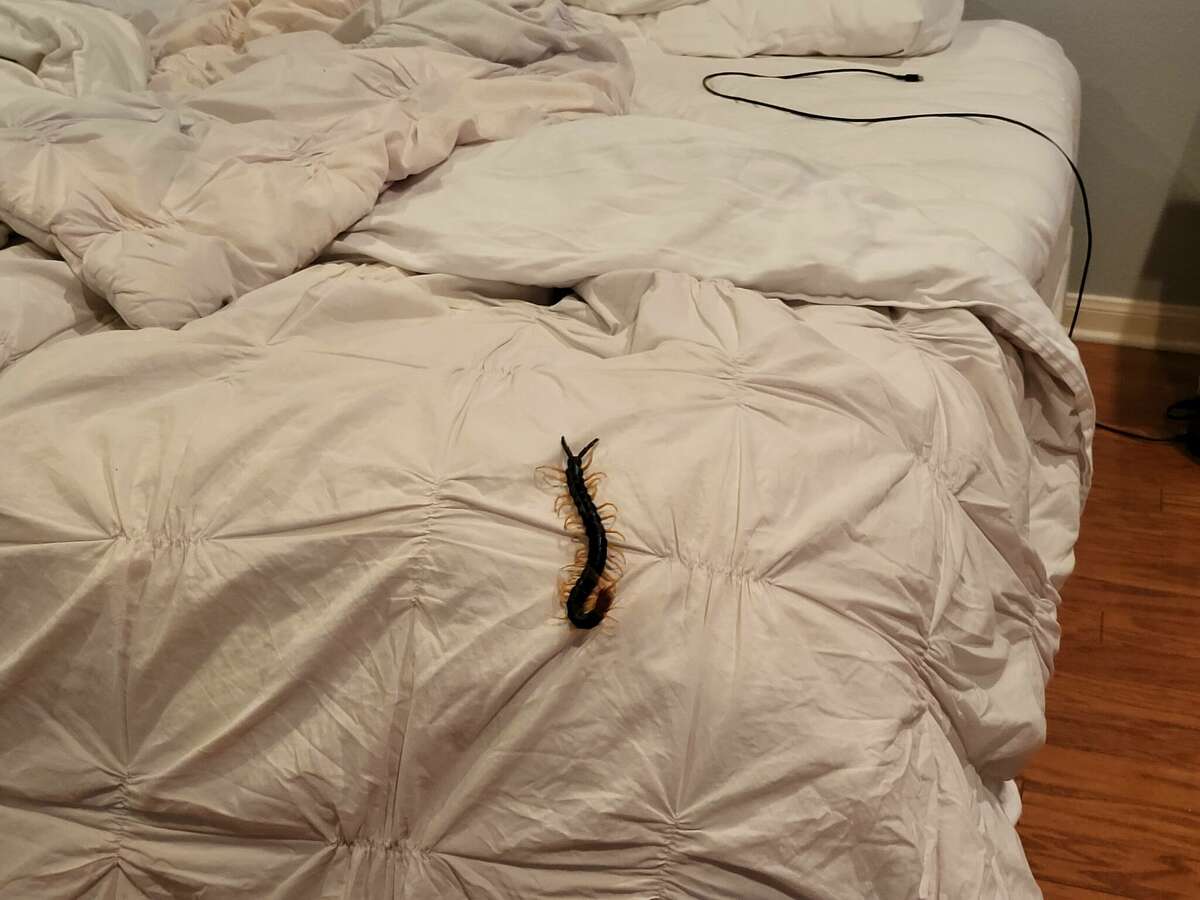 A San Antonio man woke up and found a venomous "creature from hell" in his bed. 