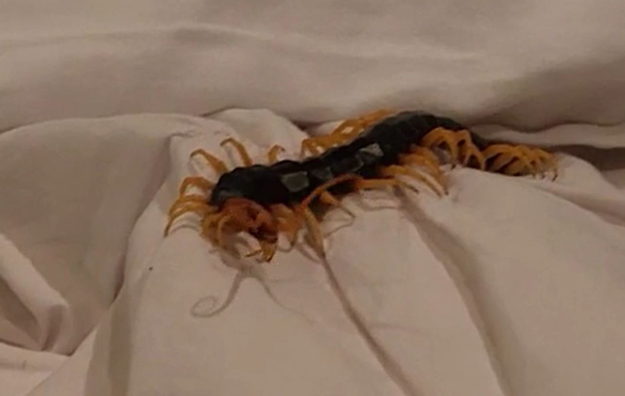 Venomous critter flees Texas sun by crawling in San Antonio beds