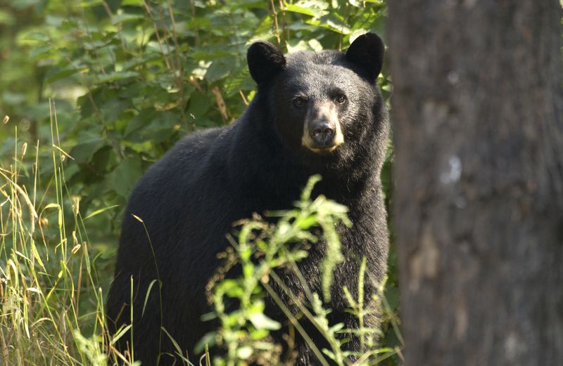 Black bears sighted in Sanford