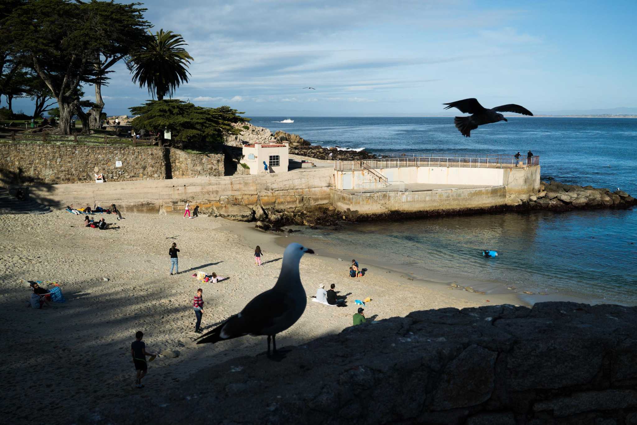 Shark that mauled man at Lover's Point will likely never be found, expert say - Vimarsana News