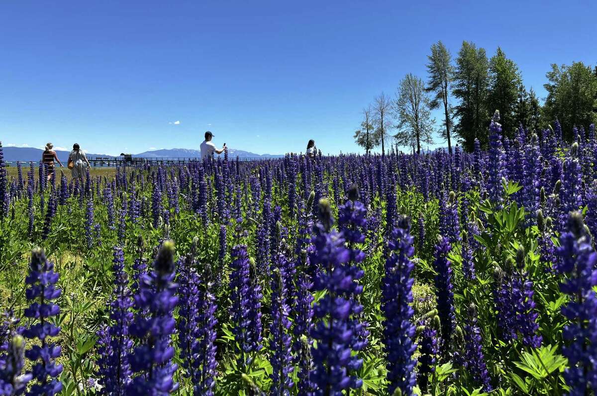Visitors enjoy expansive fields of brilliant blue lupine at William B Layton Park in Tahoe City on Wednesday.