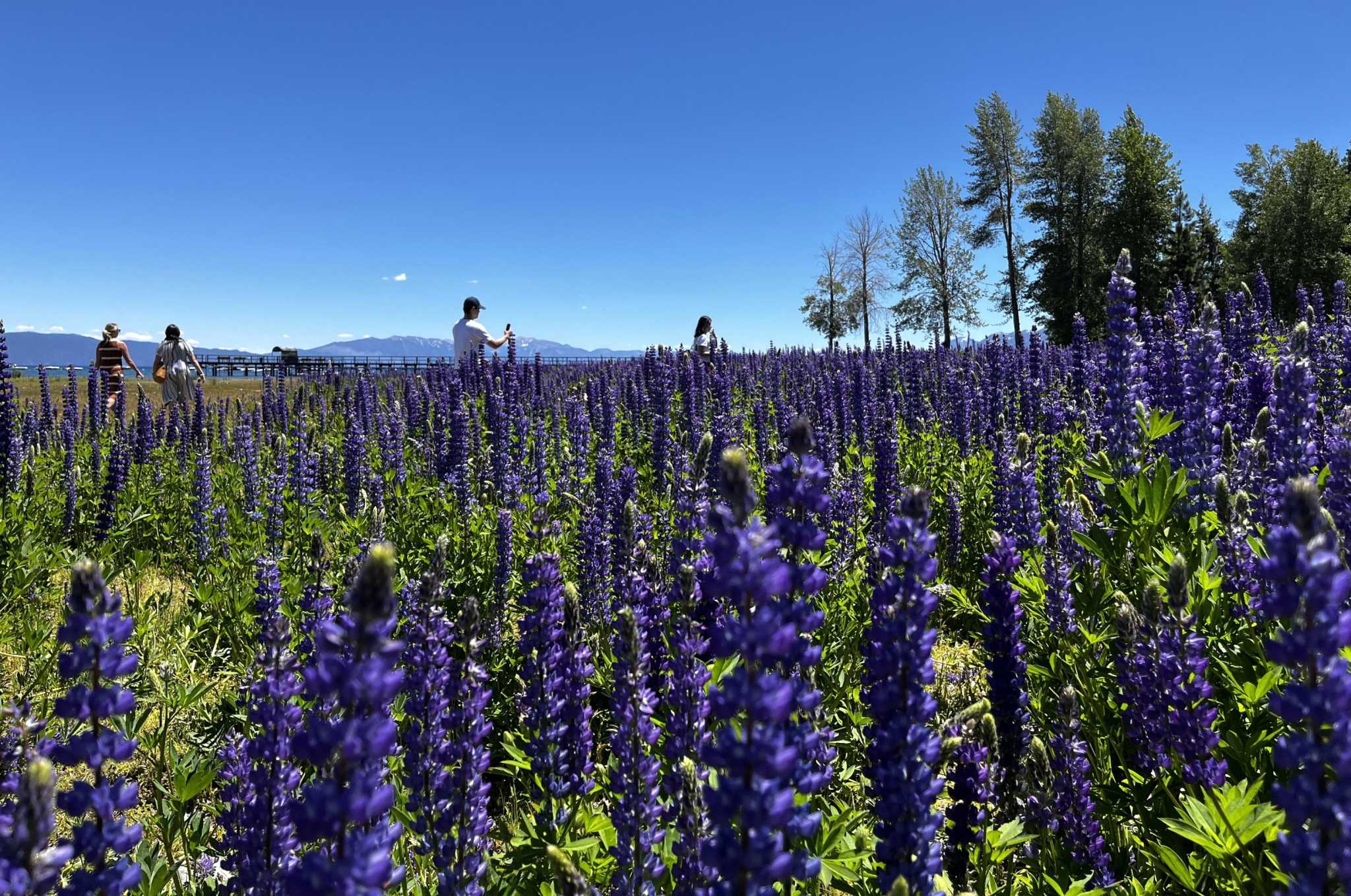 Lake Tahoe’s most spectacular wildflower bloom in 7 years is happening now