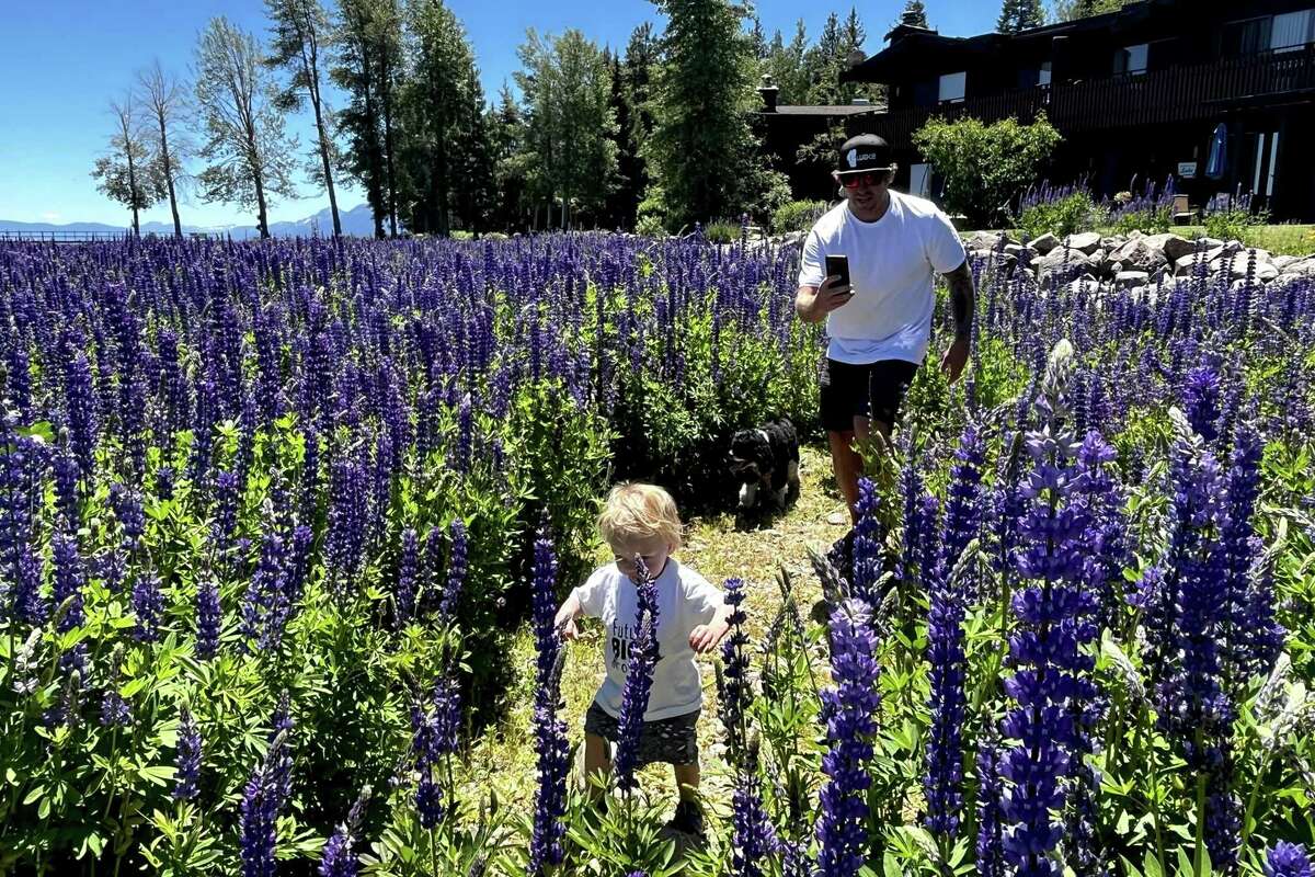 Jeff Stoike from Carnelian Bay (Placer County) chases after his son, Laik, through fields of brilliant blue lupine flowers at William B Layton Park in Tahoe City on Wednesday.