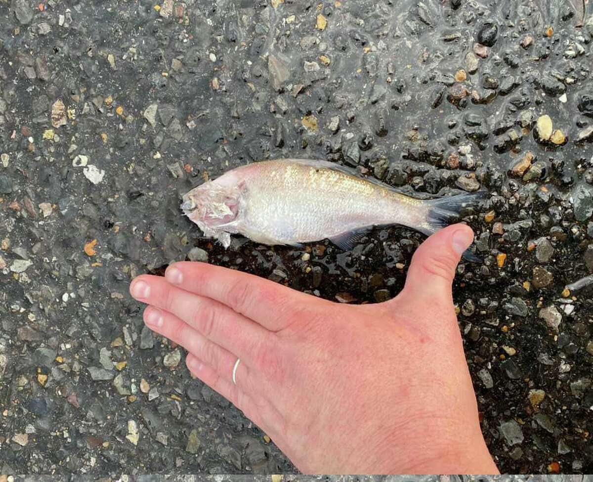 Researchers say they may have gotten to the bottom of what caused fish to fall from the sky late last year in Texarkana: bird regurgitation.