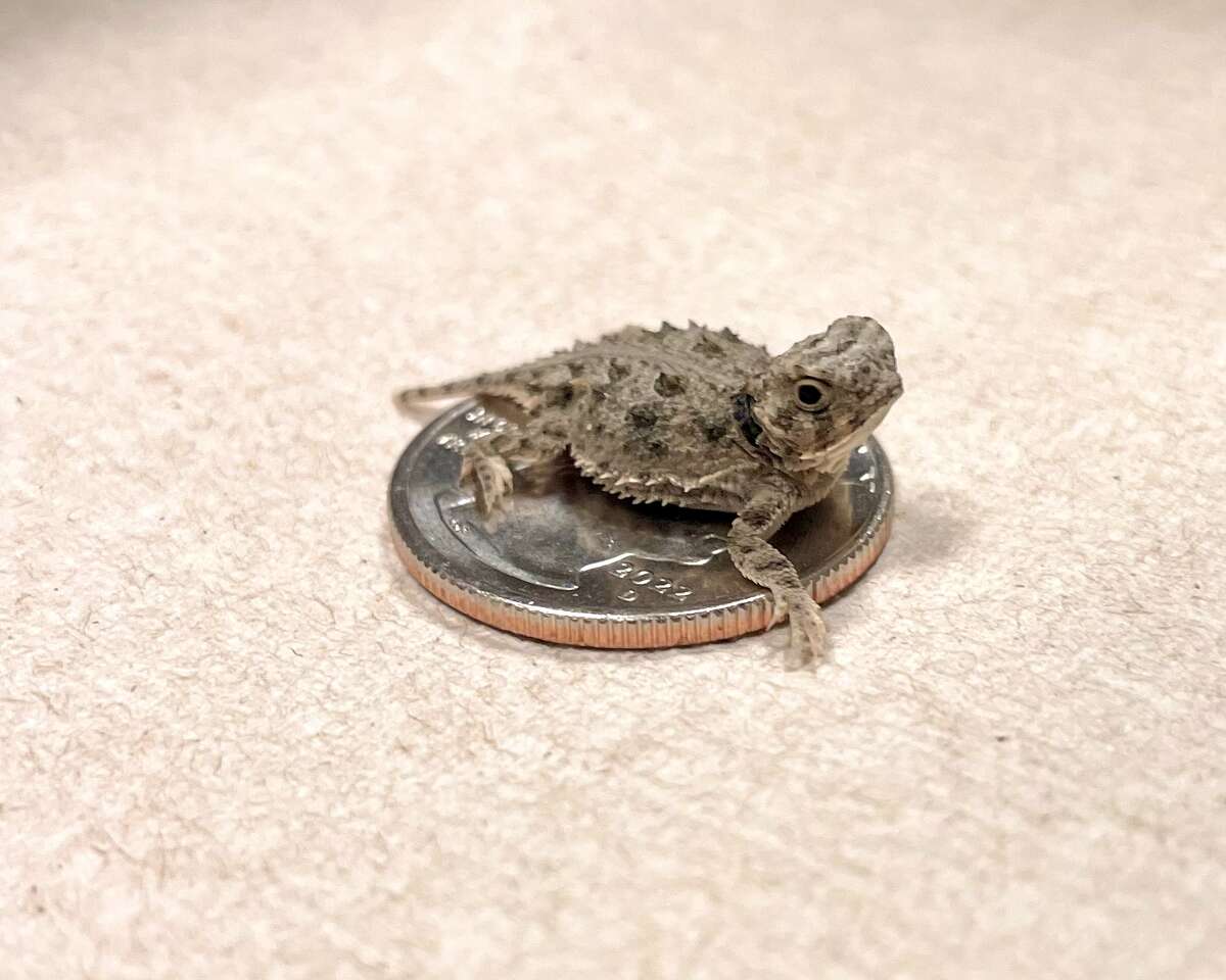 The San Antonio Zoo is celebrating the hatchings of Texas Horned Lizards.