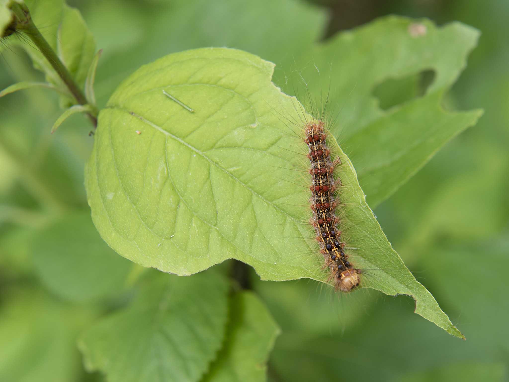 Annual spongy moth trapping to begin later this month