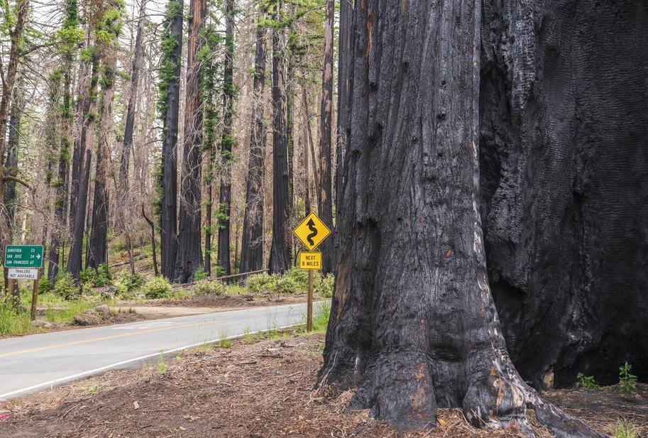 Badly-burned Big Basin to reopen next month — but reservations required - Vimarsana News