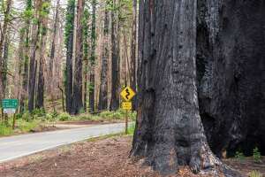 Badly burned Big Basin to reopen next month — but reservations required