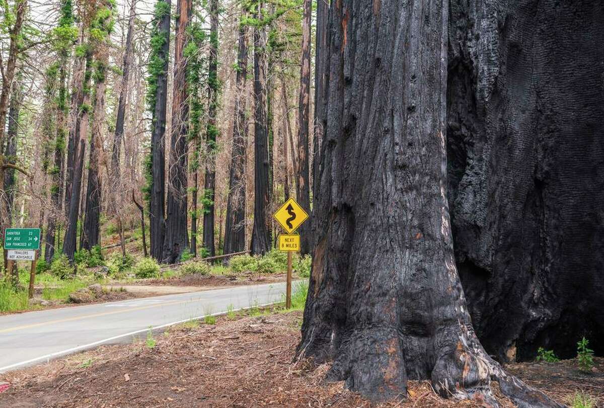Big Basin Redwoods State Park, pictured May 26, lost some smaller trees and historic buildings in 2020’s fire.