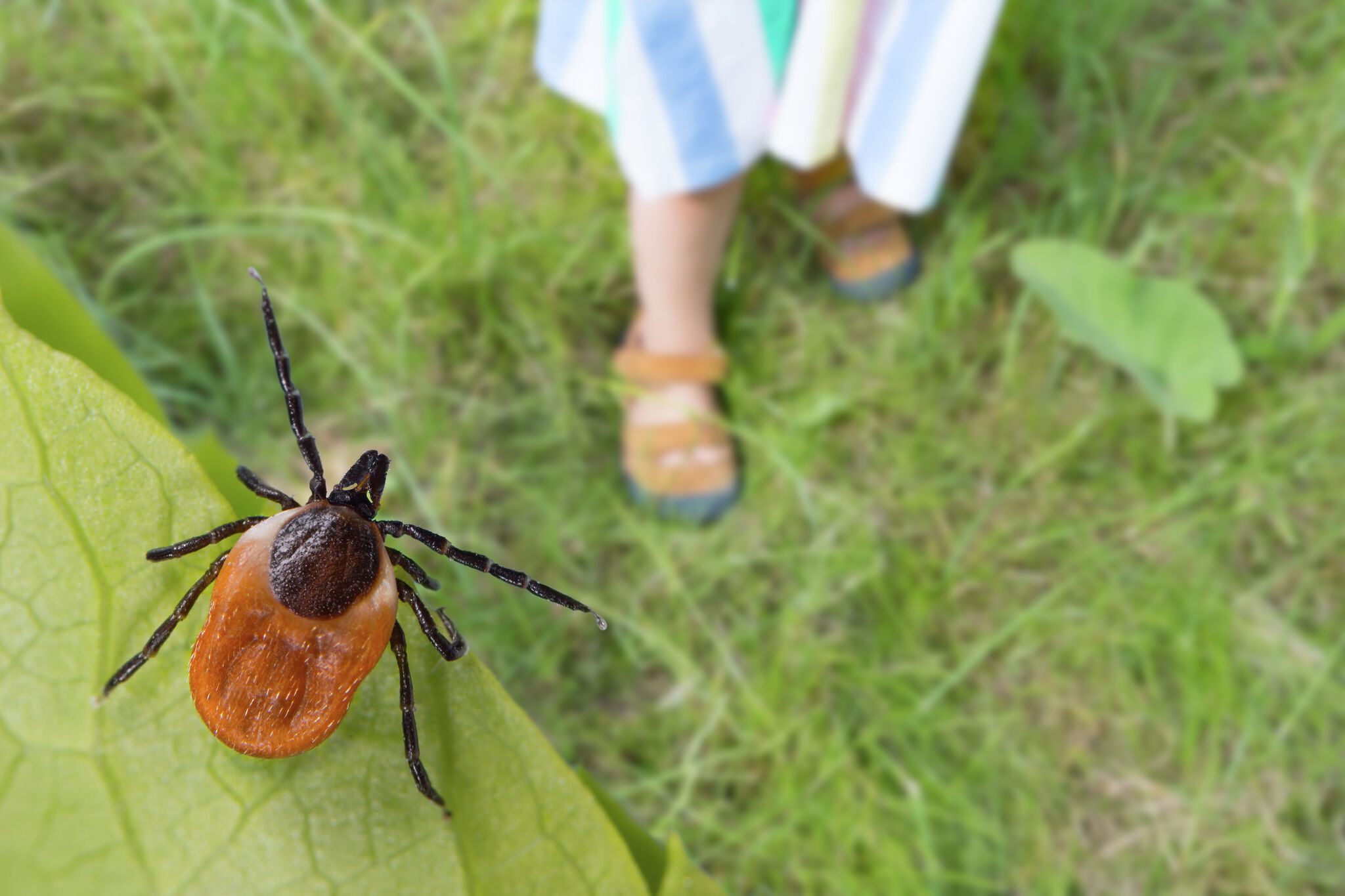 Here's how to prevent tick bites, according to the expert - Vimarsana News