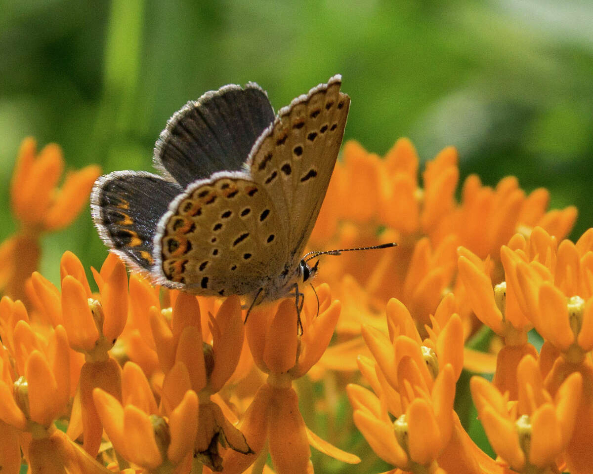 Preserve in Wilton protects endangered Karner blue butterfly