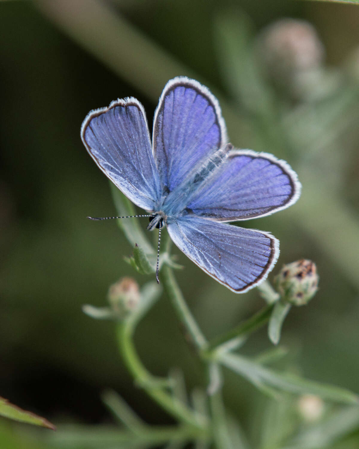 Preserve in Wilton protects endangered Karner blue butterfly