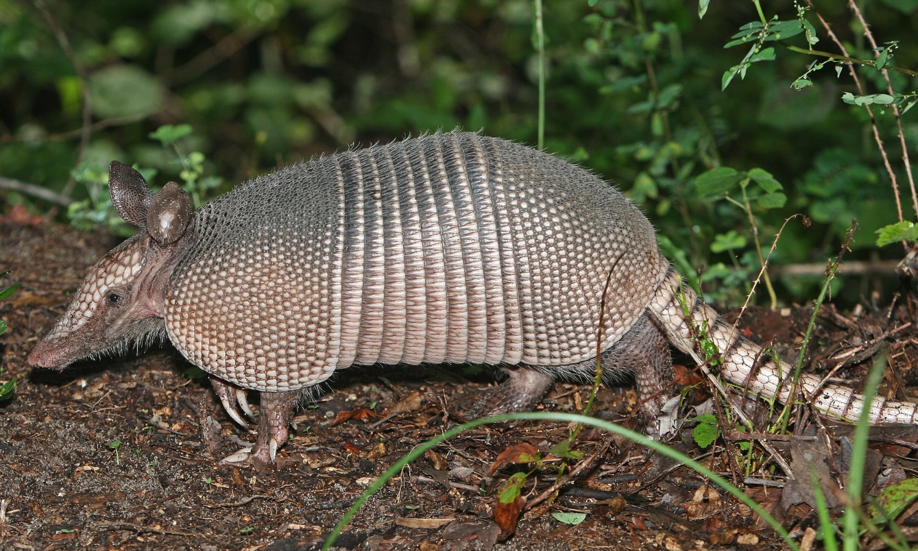 Armadillo march is already north of Jacksonville - Vimarsana News
