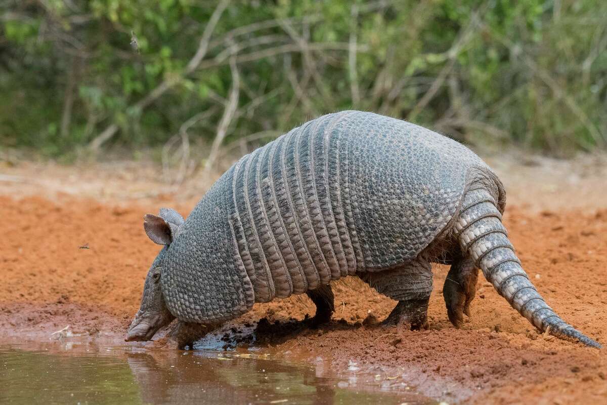 Armadillos are working their way north.