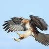 Red-tailed hawk about to land.