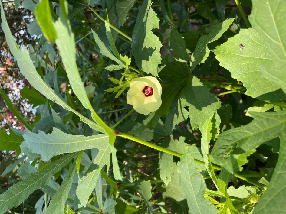 Master Gardener: Okra may be the one veggie to love the Texas heat - Vimarsana News