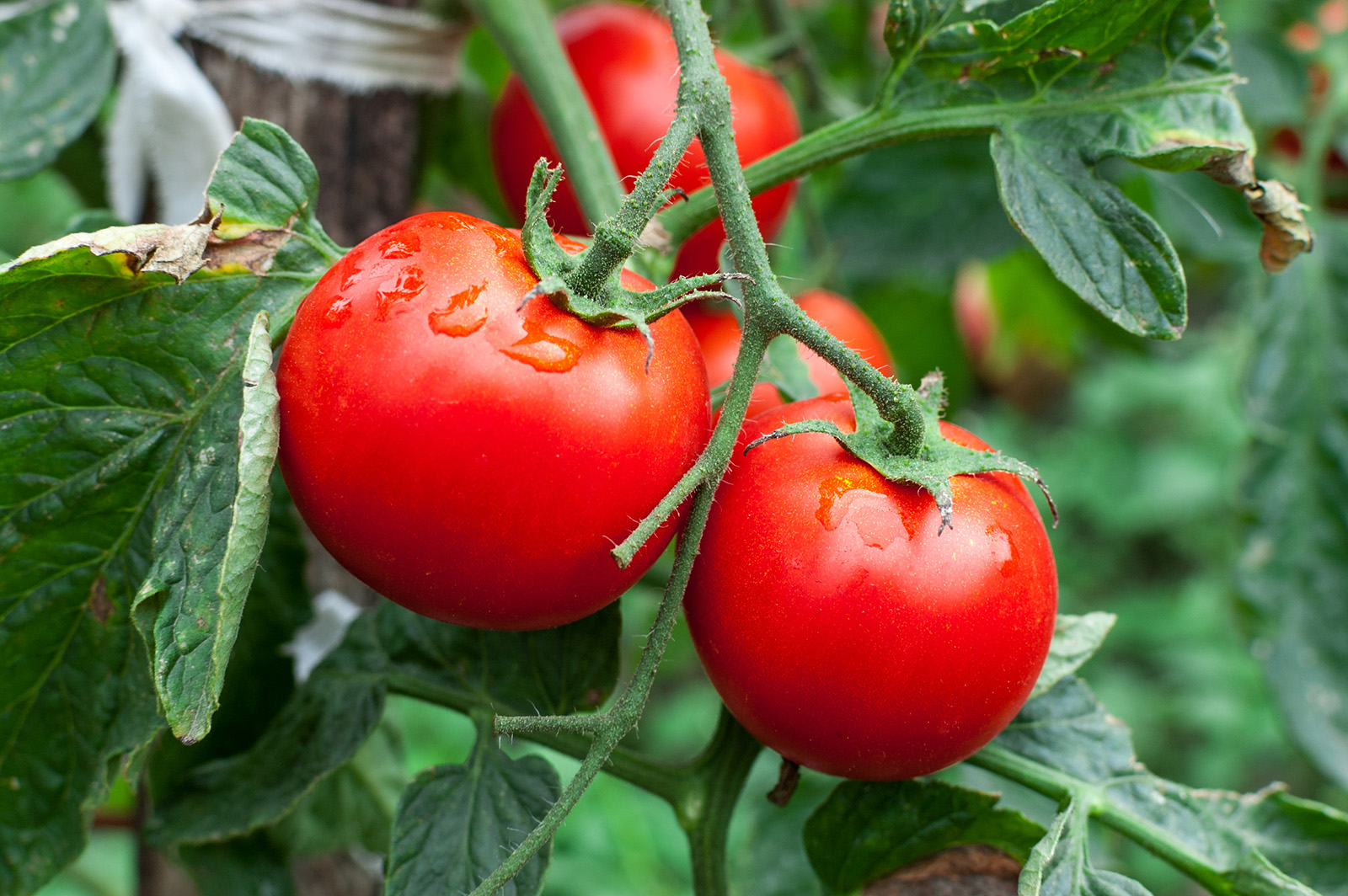 What to do now to get your garden ready for fall tomatoes - Vimarsana News