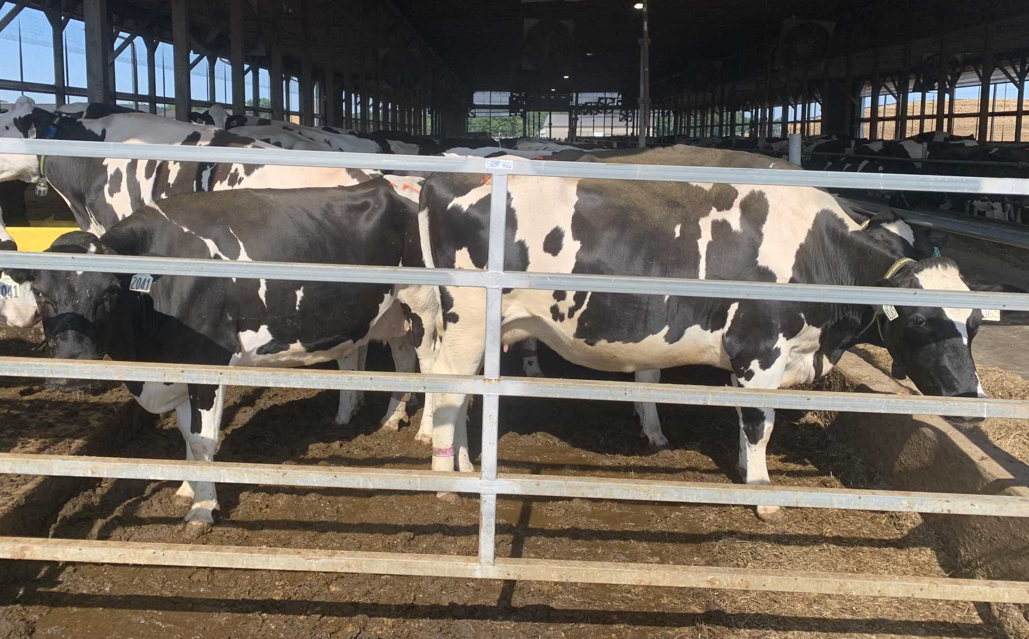 From cow poop to gas? CT dairy farmers creating energy and earning money