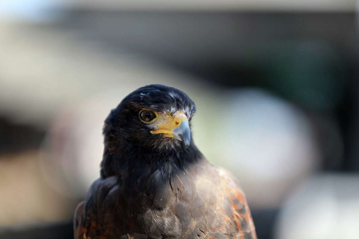 BART has enlisted the help of Pac-Man, a 6-year-old Harris’ hawk, to deter pigeons from flocking at El Cerrito del Norte Station.