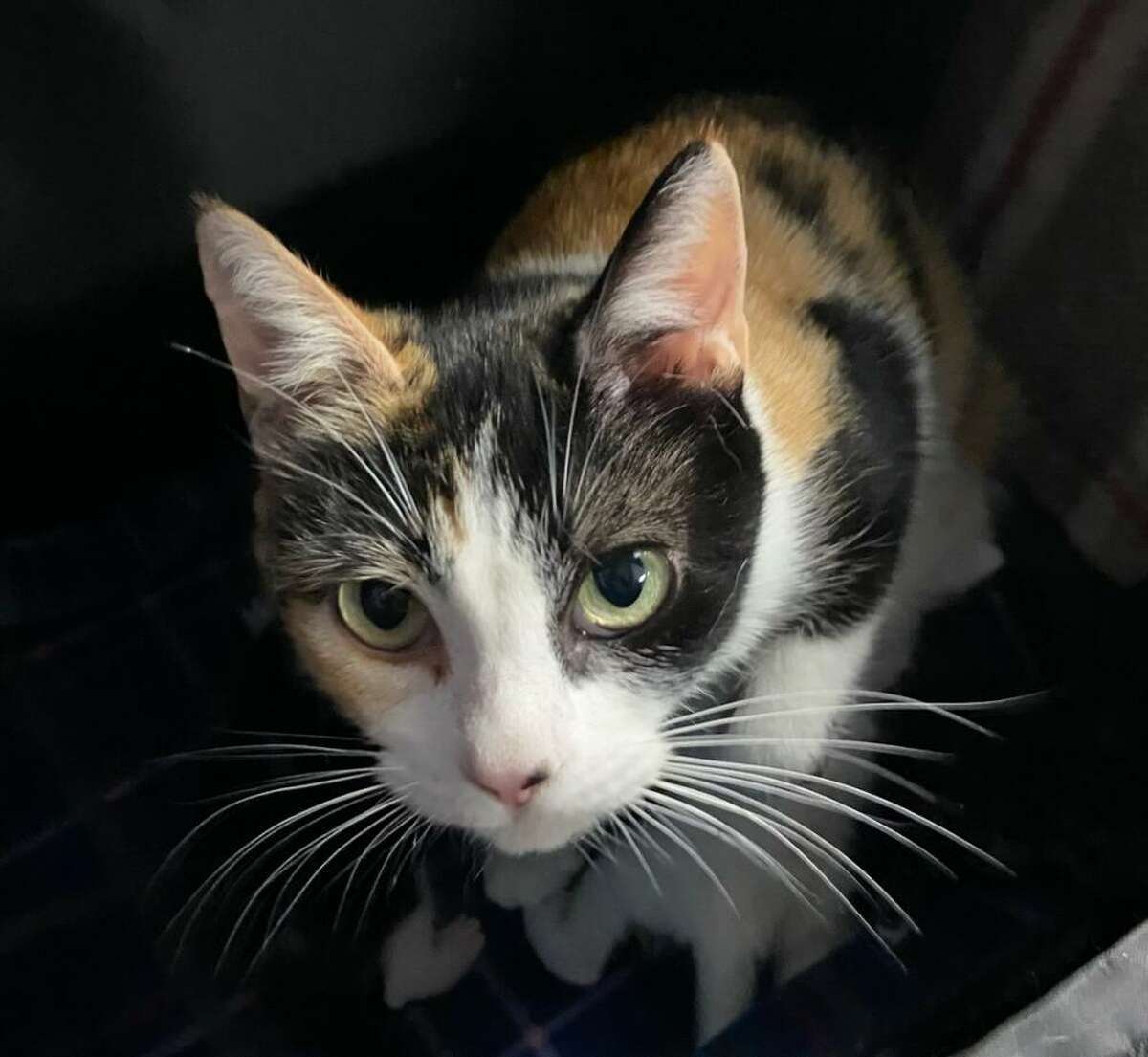 Dahlia, a “super loving and affectionate” spayed 1 1/2-year-old calico, spends her days gazing out the window at birds and stalking her toys, say staff at Bay Area Pet Adoptions, 3000 Ave. R in San Leon. Learn more at www.bayareapetadoptions.org.