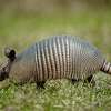 Armadillos are working their way north and, while not as common as squirrels or raccoons in west-central Illinois, it no longer is a surprise when one is sighted.