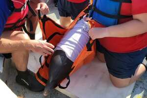 SeaWorld San Antonio assists in dolphin rescue near Padre Island