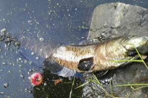 Sighting of apex predator fish in CT has officials 'concerned'