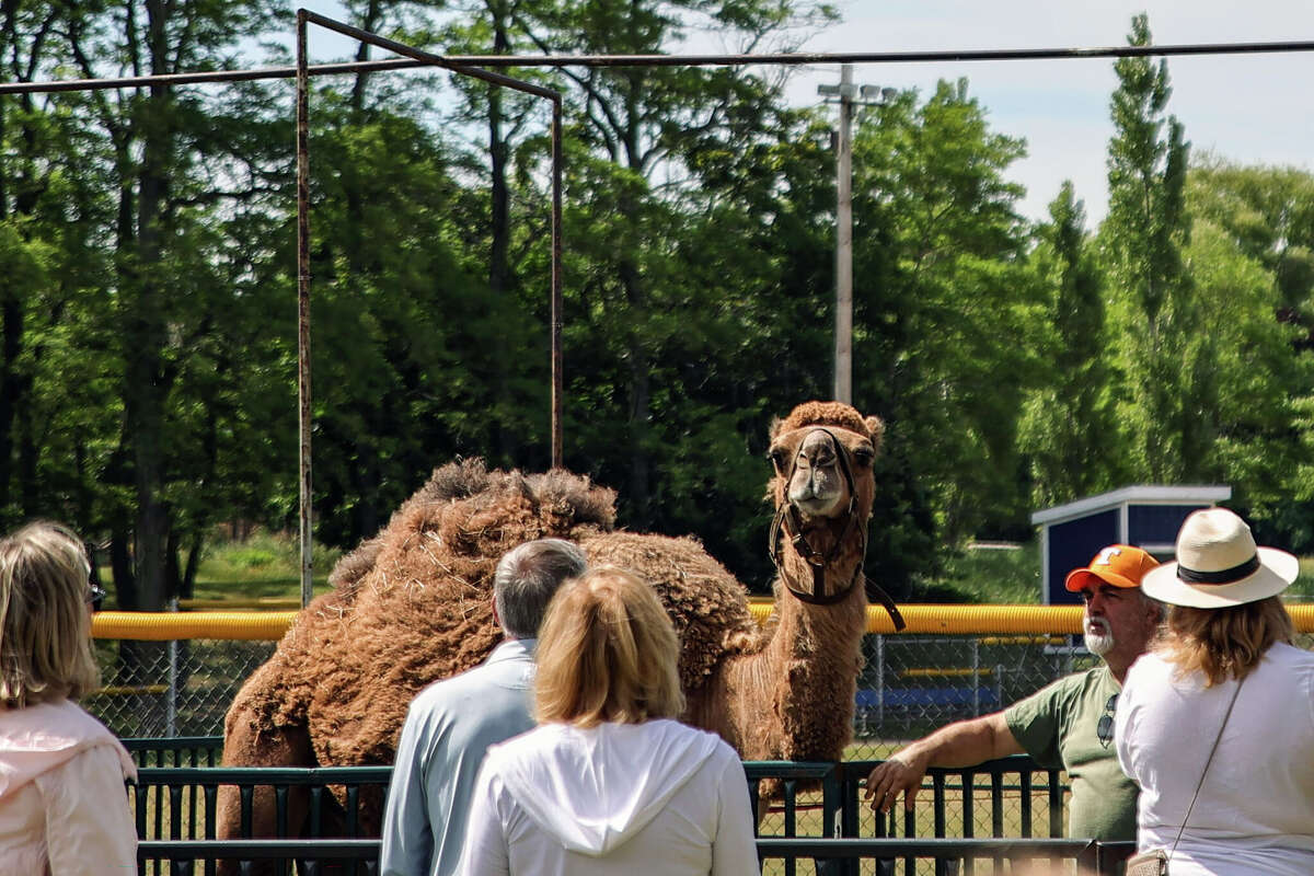 Scenes from day 2 of the 2022 Forest Festival in Manistee