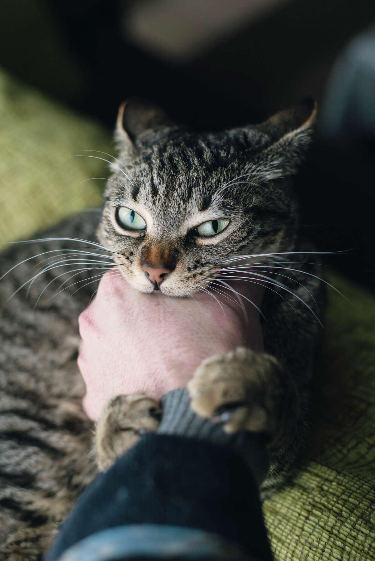 Cat bites carry a risk of serious infection and even surgery, not mention the risk of rabies if the cat is feral. 