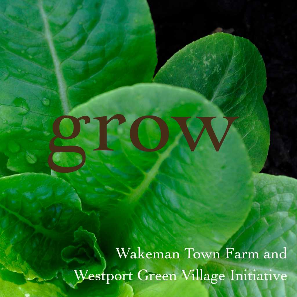 A 'green' harvest celebrated in Westport