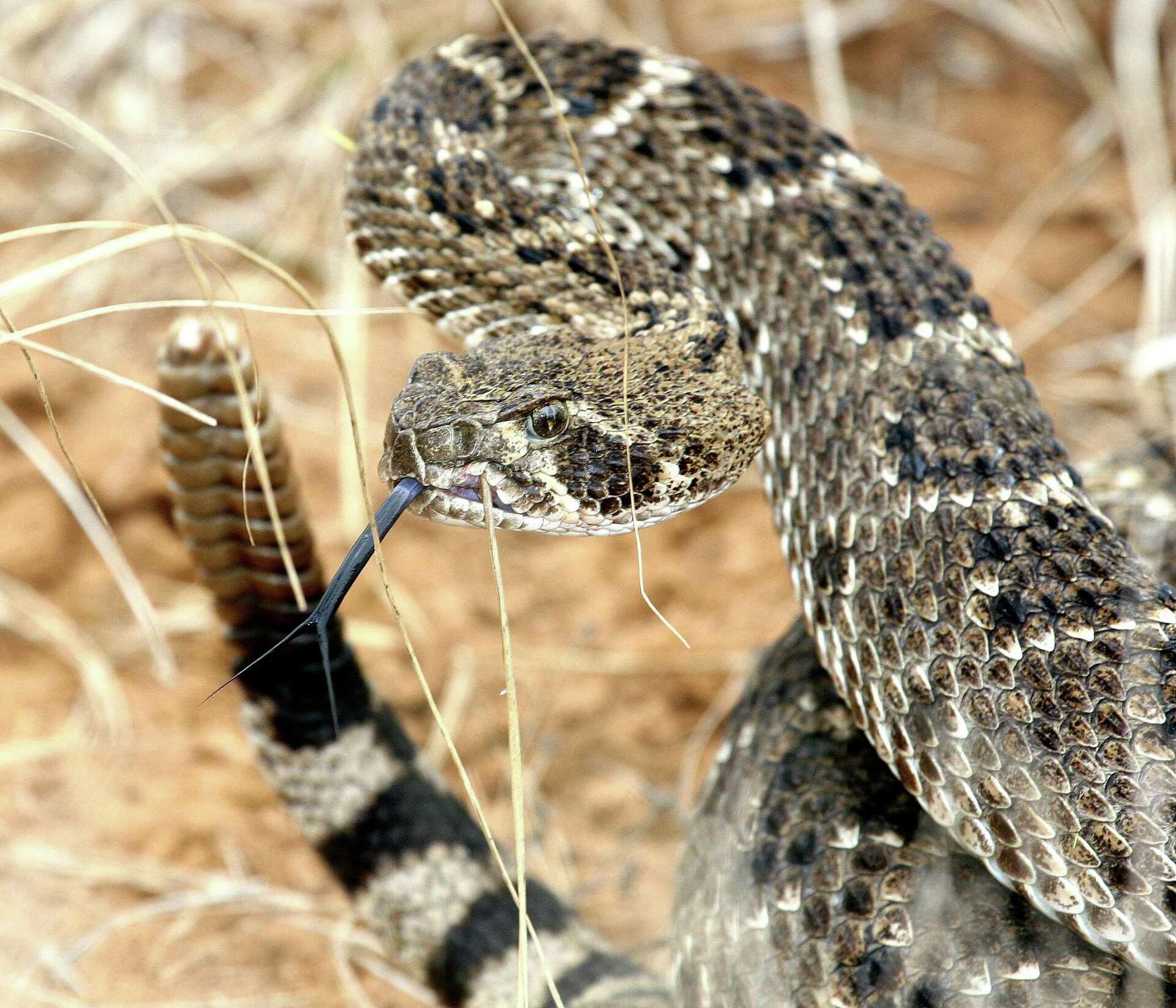 Here are the 9 types of rattlesnakes that call Texas home