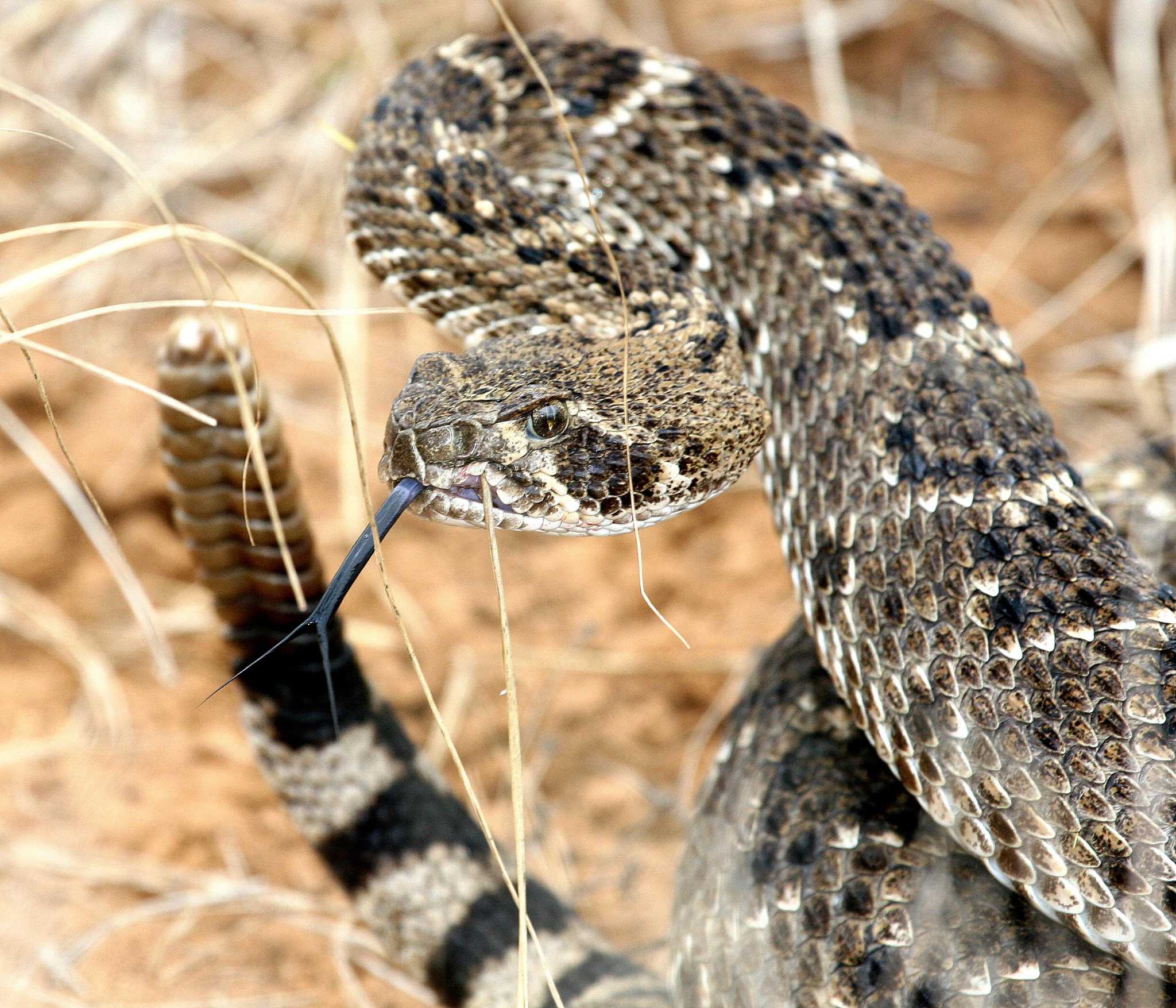 Are Rattlesnakes in Texas?