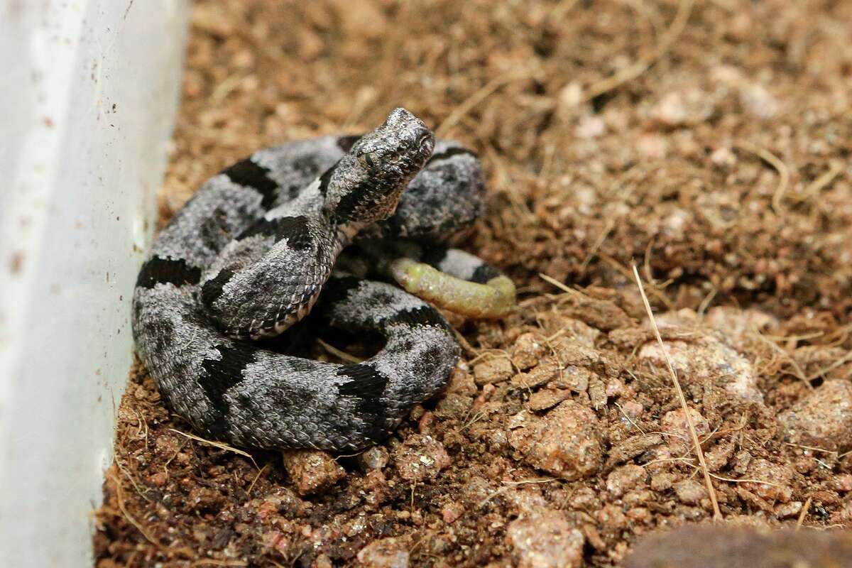 A baby banded rock rattlesnake is shown at the San Antonio Zoo in this 2015 photo.