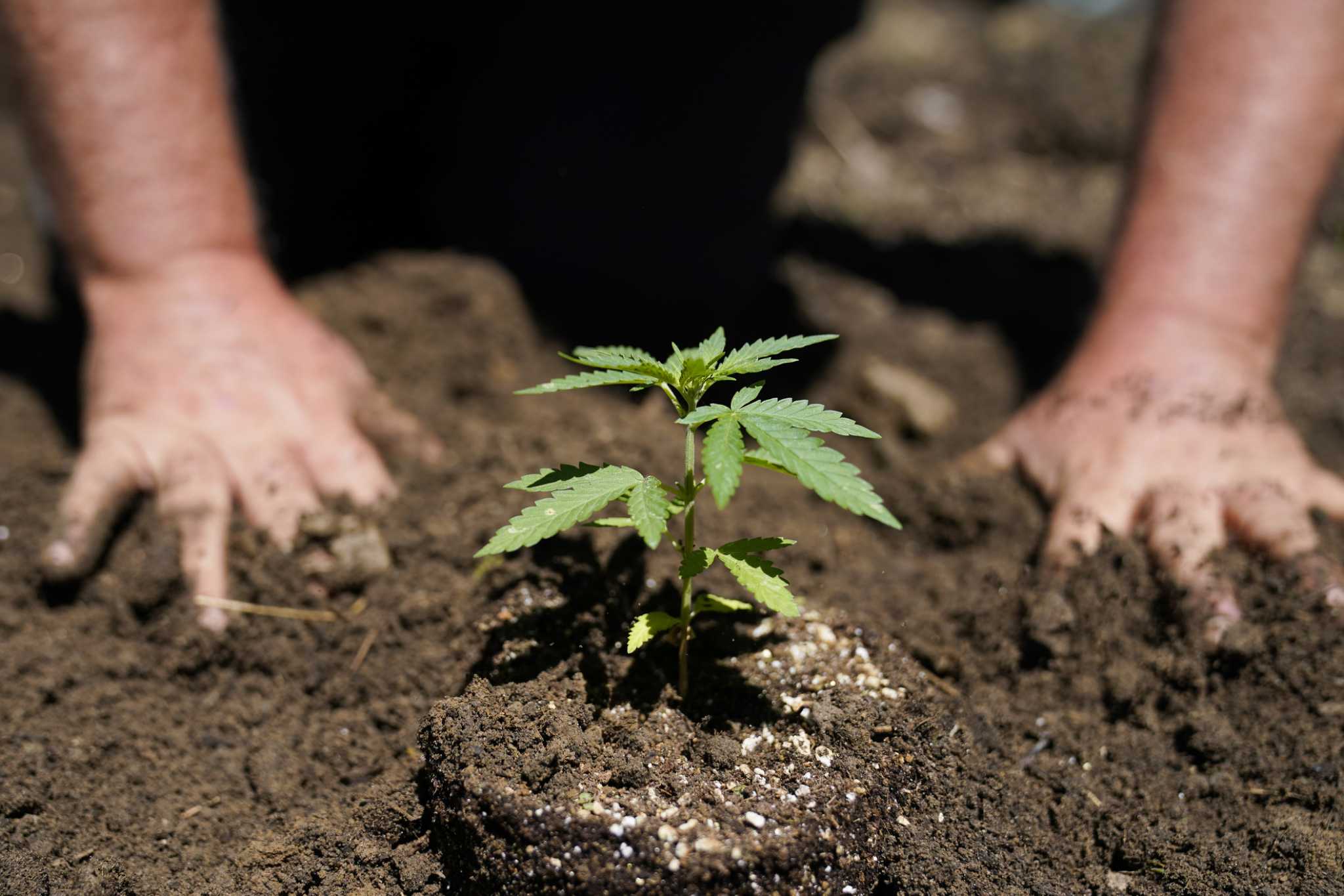 N.Y. cannabis board finalizes rules for retail licenses - Vimarsana News
